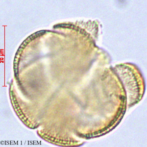 Clinopodium fasciculatum - lame n° 29102